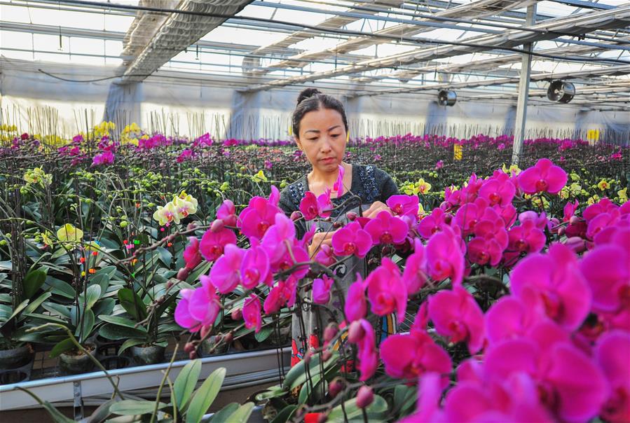 （社會(huì )）（1）內蒙古包頭：花卉大棚種出致富路