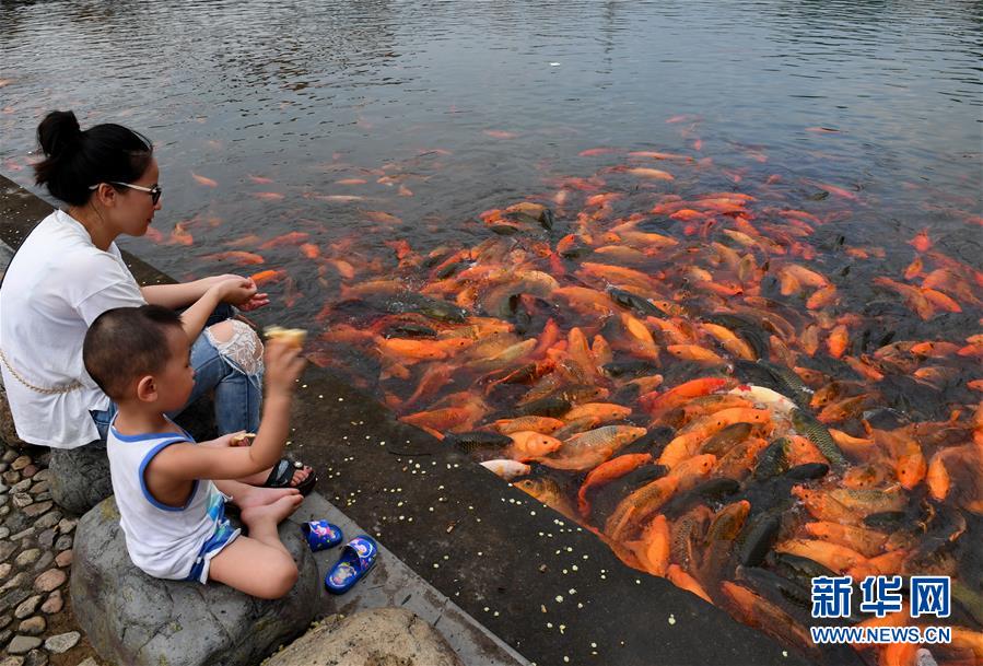 （環(huán)境）（1）福建福鼎：桐山溪畔人魚(yú)同樂(lè )