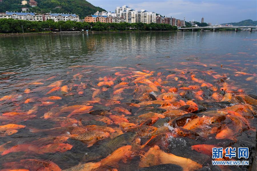 （環(huán)境）（2）福建福鼎：桐山溪畔人魚(yú)同樂(lè )