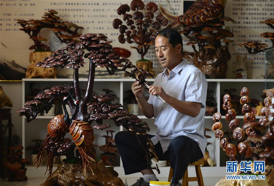 （經(jīng)濟）（4）河北廣宗：特色靈芝富農家