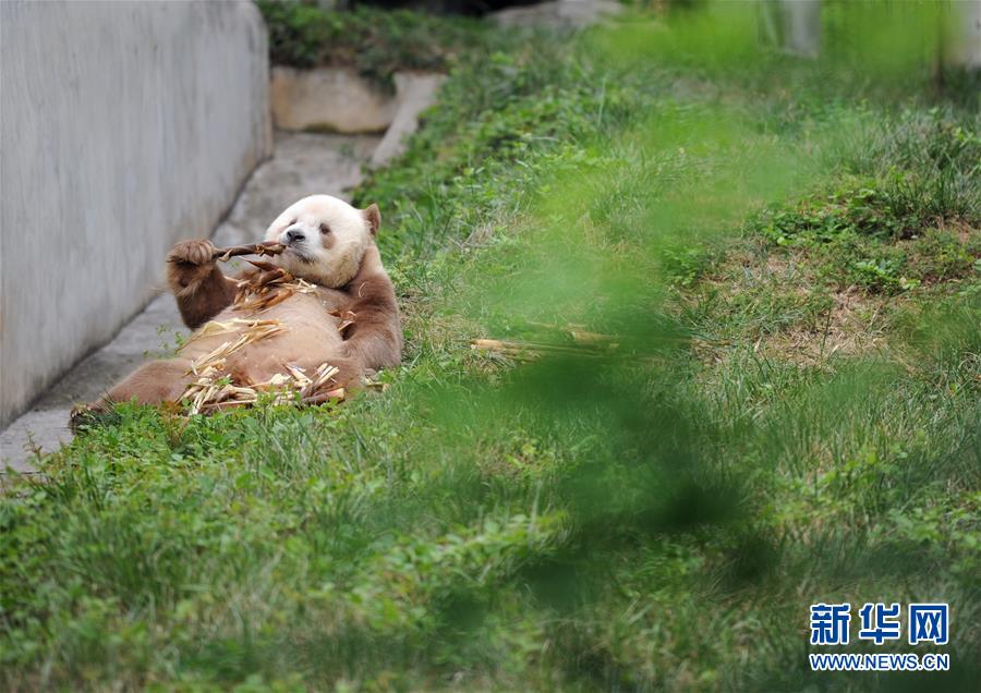 （XHDW·圖文互動(dòng)）（5）秦嶺棕色大熊貓：“棄仔”到“七仔” 命運大不同